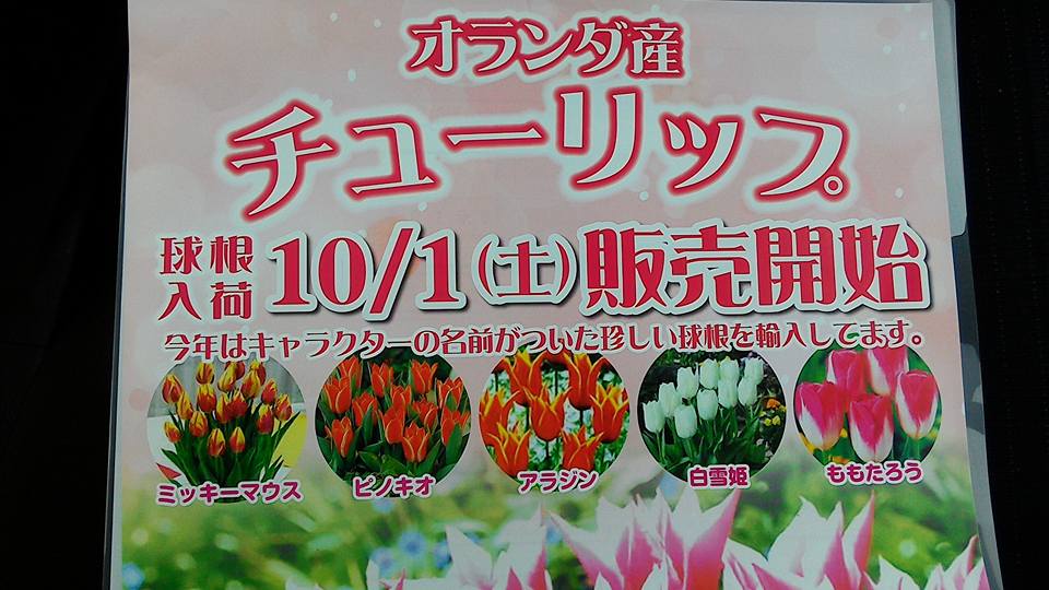 オランダ産チューリップ球根★入荷★