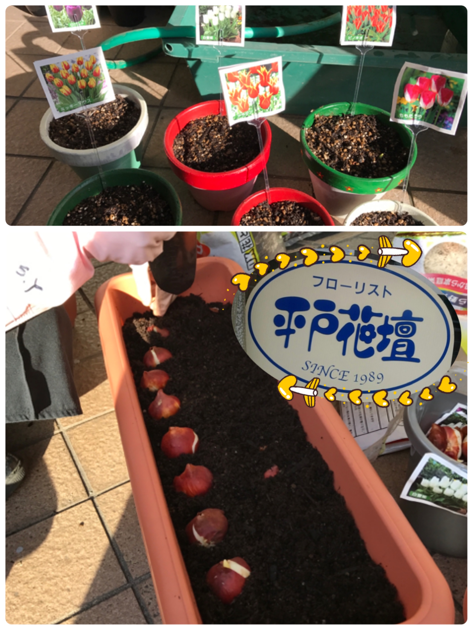 チューリップひらど🌷植え付けました(o^^o)